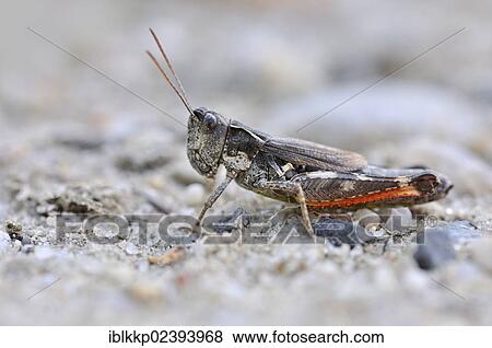 "Gravel Bank Grasshopper (Chorthippus pullus), Lower Lusatian Heath Nature Park, Brandenburg, Germany, Europe" View Large Photo Image Stock Photo - "Gravel Bank Grasshopper (Chorthippus pullus), Lower Lusatian Heath Nature Park, Brandenburg, Germany, Europe". Fotosearch