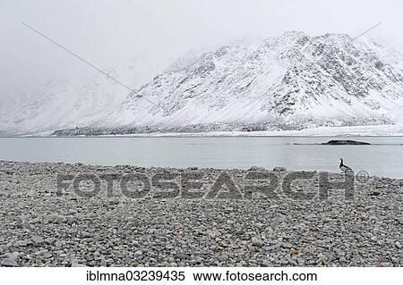 Stock Photography - "Gravel field, Magdalenen Fjord, Magdalenefjorden, Spitsbergen Island, Svalbard Archipelago, Svalbard and Jan Mayen, Norway, Europe". Fotosearch