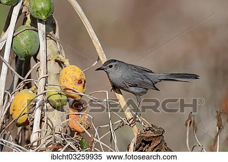 "Gray Catbird (Dumetella carolinensis) on a Papaya or Pawpaw Tree (Carica papaya), Everglades National Park, Florida, United States, North America" View Large Photo Image Stock Photography - "Gray Catbird (Dumetella carolinensis) on a Papaya or Pawpaw Tree (Carica papaya), Everglades National Park, Florida, United States, North America". Fotosearch