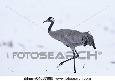 "Gray Crane (Grus grus) foraging during the spring migration, delayed migration due to late onset of winter in 2013, Mirow, Mecklenburg-Strelitz, Mecklenburg-Western Pomerania, Germany, Europe" View Large Photo Image Stock Photography - "Gray Crane (Grus grus) foraging during the spring migration, delayed migration due to late onset of winter in 2013, Mirow, Mecklenburg-Strelitz, Mecklenburg-Western Pomerania, Germany, Europe". Fotosearch