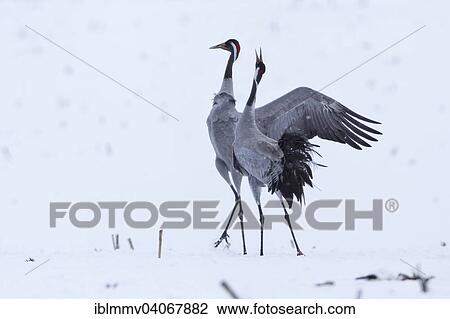 "Gray Crane (Grus grus), mating couple during the spring migration, delayed migration due to late onset of winter in 2013, Mirow, Mecklenburg-Strelitz, Mecklenburg-Western Pomerania, Germany, Europe" View Large Photo Image Stock Image - "Gray Crane (Grus grus), mating couple during the spring migration, delayed migration due to late onset of winter in 2013, Mirow, Mecklenburg-Strelitz, Mecklenburg-Western Pomerania, Germany, Europe". Fotosearch