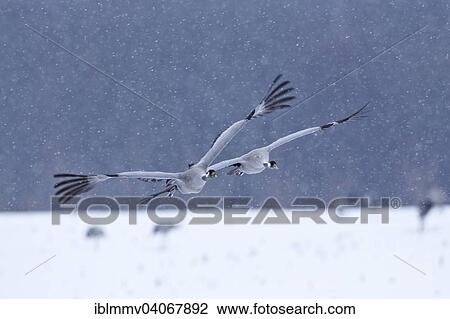 "Gray Cranes (Grus grus), couple landing on a snow-covered cornfield during the spring migration, delayed migration due to late onset of winter in 2013, Mirow, Mecklenburg-Strelitz, Mecklenburg-Western Pomerania, Germany, Europe" View Large Photo Image Stock Image - "Gray Cranes (Grus grus), couple landing on a snow-covered cornfield during the spring migration, delayed migration due to late onset of winter in 2013, Mirow, Mecklenburg-Strelitz, Mecklenburg-Western Pomerania, Germany, Europe". Fotosearch