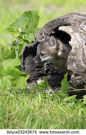 "Gray Fox (Urocyon cinereoargenteus), cub, nine weeks old, in a den, captive, Montana, United States, North America" View Large Photo Image Picture - "Gray Fox (Urocyon cinereoargenteus), cub, nine weeks old, in a den, captive, Montana, United States, North America". Fotosearch