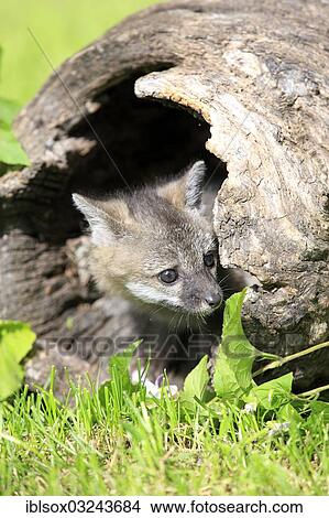 "Gray Fox (Urocyon cinereoargenteus), cub, nine weeks old, in a den, captive, Montana, United States, North America" View Large Photo Image Picture - "Gray Fox (Urocyon cinereoargenteus), cub, nine weeks old, in a den, captive, Montana, United States, North America". Fotosearch