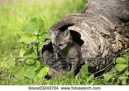 "Gray Fox (Urocyon cinereoargenteus), cub, nine weeks old, in a den, captive, Montana, United States, North America" View Large Photo Image Picture - "Gray Fox (Urocyon cinereoargenteus), cub, nine weeks old, in a den, captive, Montana, United States, North America". Fotosearch