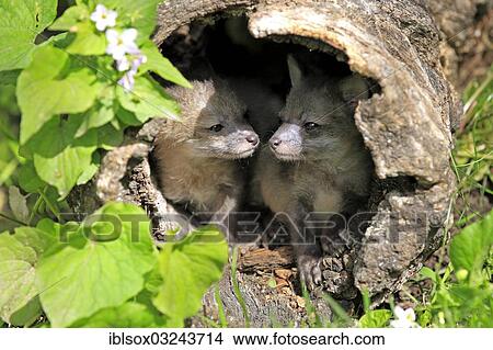"Gray Fox (Urocyon cinereoargenteus) cubs, nine weeks old, in a den, captive, Montana, United States, North America" View Large Photo Image Picture - "Gray Fox (Urocyon cinereoargenteus) cubs, nine weeks old, in a den, captive, Montana, United States, North America". Fotosearch