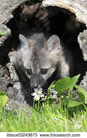 "Gray Fox (Urocyon cinereoargenteus), cub, nine weeks old, in a den, captive, Montana, United States, North America" View Large Photo Image Stock Image - "Gray Fox (Urocyon cinereoargenteus), cub, nine weeks old, in a den, captive, Montana, United States, North America". Fotosearch