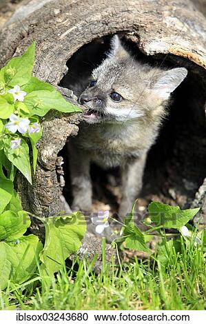 Stock Image - "Gray Fox (Urocyon cinereoargenteus), cub, nine weeks old, in a den, captive, Montana, United States, North America". Fotosearch