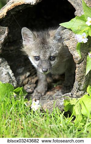Stock Image - "Gray Fox (Urocyon cinereoargenteus), cub, nine weeks old, in a den, captive, Montana, United States, North America". Fotosearch