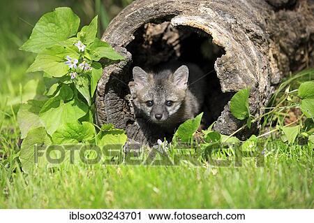 Stock Image - "Gray Fox (Urocyon cinereoargenteus), cub, nine weeks old, in a den, captive, Montana, United States, North America". Fotosearch