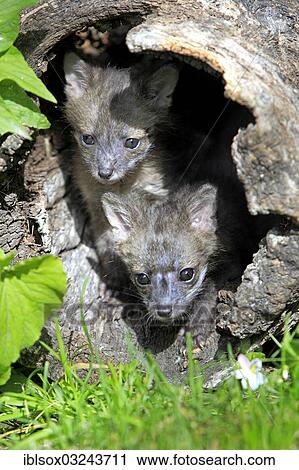 "Gray Fox (Urocyon cinereoargenteus) cubs, nine weeks old, in a den, captive, Montana, United States, North America" View Large Photo Image Stock Image - "Gray Fox (Urocyon cinereoargenteus) cubs, nine weeks old, in a den, captive, Montana, United States, North America". Fotosearch