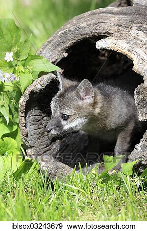 "Gray Fox (Urocyon cinereoargenteus), cub, nine weeks old, in a den, captive, Montana, United States, North America" View Large Photo Image Stock Photo - "Gray Fox (Urocyon cinereoargenteus), cub, nine weeks old, in a den, captive, Montana, United States, North America". Fotosearch