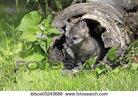 Stock Photo - "Gray Fox (Urocyon cinereoargenteus), cub, nine weeks old, in a den, captive, Montana, United States, North America". Fotosearch