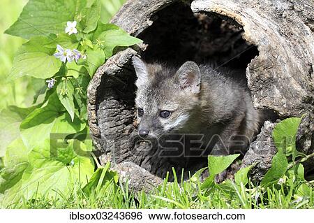 "Gray Fox (Urocyon cinereoargenteus), cub, nine weeks old, in a den, captive, Montana, United States, North America" View Large Photo Image Stock Photograph - "Gray Fox (Urocyon cinereoargenteus), cub, nine weeks old, in a den, captive, Montana, United States, North America". Fotosearch