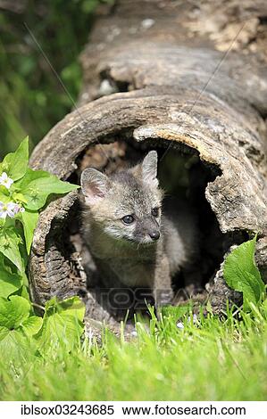 "Gray Fox (Urocyon cinereoargenteus), cub, nine weeks old, in a den, captive, Montana, United States, North America" View Large Photo Image Stock Photography - "Gray Fox (Urocyon cinereoargenteus), cub, nine weeks old, in a den, captive, Montana, United States, North America". Fotosearch
