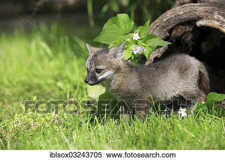"Gray Fox (Urocyon cinereoargenteus), cub, nine weeks old, in a den, captive, Montana, United States, North America" View Large Photo Image Stock Photography - "Gray Fox (Urocyon cinereoargenteus), cub, nine weeks old, in a den, captive, Montana, United States, North America". Fotosearch