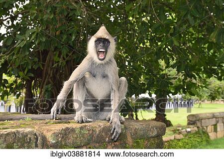 Picture - "Gray Langur or Hanuman Langur (Semnopithecus sp. ), male, Anuradhapura, North Central Province, Sri Lanka, Asia". Fotosearch
