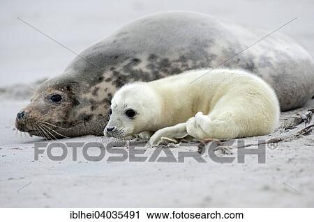 "Gray Seals (Halichoerus grypus), adult female and young, Heligoland, Schleswig-Holstein, Germany, Europe" View Large Photo Image Stock Image - "Gray Seals (Halichoerus grypus), adult female and young, Heligoland, Schleswig-Holstein, Germany, Europe". Fotosearch