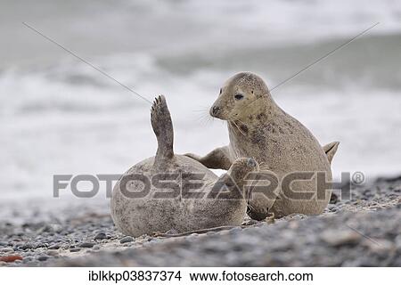 "Gray seals (Halichoerus grypus) pups playing on the beach, Heligoland, Schleswig Holstein, Germany, Europe" View Large Photo Image Picture - "Gray seals (Halichoerus grypus) pups playing on the beach, Heligoland, Schleswig Holstein, Germany, Europe". Fotosearch