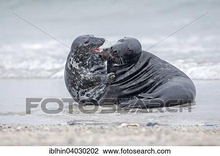 Stock Image - "Gray seals (Halichoerus grypus), mating, Heligoland, Schleswig-Holstein, Germany, Europe". Fotosearch