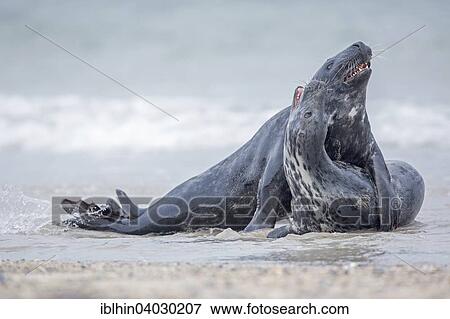 "Gray seals (Halichoerus grypus), mating, Heligoland, Schleswig-Holstein, Germany, Europe" View Large Photo Image Stock Photo - "Gray seals (Halichoerus grypus), mating, Heligoland, Schleswig-Holstein, Germany, Europe". Fotosearch