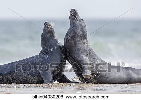 "Gray seals (Halichoerus grypus), two males in turf war, Heligoland, Schleswig-Holstein, Germany, Europe" View Large Photo Image Stock Photo - "Gray seals (Halichoerus grypus), two males in turf war, Heligoland, Schleswig-Holstein, Germany, Europe". Fotosearch