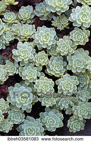 Gray Stonecrop Sedum Pachyclados Native To Pakistan And