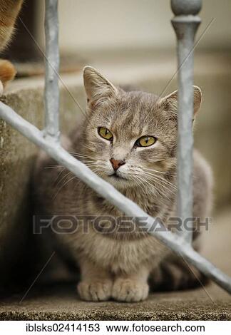 Gray tabby cat sitting at the railing of the stairs View Large Photo Image Stock Image - Gray tabby cat sitting at the railing of the stairs. Fotosearch