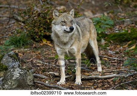 "Gray wolf (Canis lupus), animal park, Bavarian Forest National Park, Bavaria, Germany, Europe" View Large Photo Image Stock Image - "Gray wolf (Canis lupus), animal park, Bavarian Forest National Park, Bavaria, Germany, Europe". Fotosearch