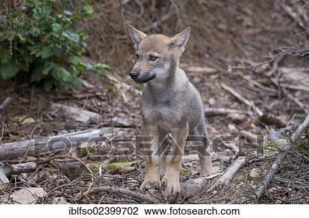 "Gray wolf (Canis lupus), pup, animal park, Bavarian Forest National Park, Bavaria, Germany, Europe" View Large Photo Image Stock Image - "Gray wolf (Canis lupus), pup, animal park, Bavarian Forest National Park, Bavaria, Germany, Europe". Fotosearch