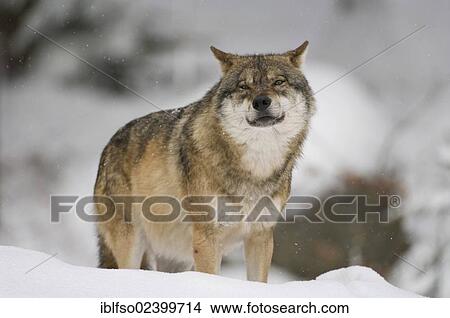 "Gray wolf (Canis lupus) standing in the snow, animal park, Bavarian Forest National Park, Bavaria, Germany, Europe" View Large Photo Image Picture - "Gray wolf (Canis lupus) standing in the snow, animal park, Bavarian Forest National Park, Bavaria, Germany, Europe". Fotosearch
