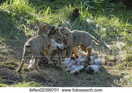 "Gray wolves (Canis lupus), pups playing with the bitch, animal park, Bavarian Forest National Park, Bavaria, Germany, Europe" View Large Photo Image Stock Image - "Gray wolves (Canis lupus), pups playing with the bitch, animal park, Bavarian Forest National Park, Bavaria, Germany, Europe". Fotosearch