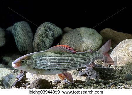 "Grayling (Thymallus thymallus), captive, France, Europe" View Large Photo Image Stock Photo - "Grayling (Thymallus thymallus), captive, France, Europe". Fotosearch