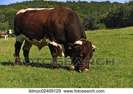 "Grazing breeding bull in a pasture, Weissbach, Middle Franconia, Bavaria, Germany, Europe, PublicGround, Europe" View Large Photo Image Stock Photo - "Grazing breeding bull in a pasture, Weissbach, Middle Franconia, Bavaria, Germany, Europe, PublicGround, Europe". Fotosearch