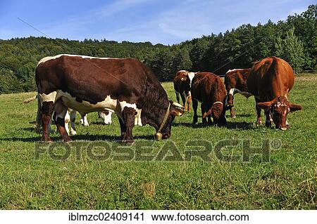 "Grazing breeding bull with suckler cows in a pasture, Weissbach, Middle Franconia, Bavaria, Germany, Europe, PublicGround, Europe" View Large Photo Image Stock Image - "Grazing breeding bull with suckler cows in a pasture, Weissbach, Middle Franconia, Bavaria, Germany, Europe, PublicGround, Europe". Fotosearch