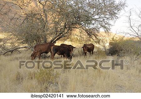 Grazing cattle, savannah landscape of the Pontok Mountains, Spitzkoppe, Grosse Spitzkuppe Nature Reserve, Namibia, Africa View Large Photo Image Stock Image - Grazing cattle, savannah landscape of the Pontok Mountains, Spitzkoppe, Grosse Spitzkuppe Nature Reserve, Namibia, Africa. Fotosearch