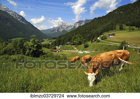 "Grazing cows on a meadow in the Berchtesgaden Alps, Reiteralpe Mountain at the rear, Ramsau bei Berchtesgaden, Berchtesgadener Land District, Upper Bavaria, Bavaria, Germany, Europe" View Large Photo Image Picture - "Grazing cows on a meadow in the Berchtesgaden Alps, Reiteralpe Mountain at the rear, Ramsau bei Berchtesgaden, Berchtesgadener Land District, Upper Bavaria, Bavaria, Germany, Europe". Fotosearch