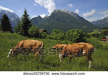 "Grazing cows on a meadow in the Berchtesgaden Alps, Hochkalter Mountain at the rear, Ramsau bei Berchtesgaden, Berchtesgadener Land District, Upper Bavaria, Bavaria, Germany, Europe" View Large Photo Image Stock Image - "Grazing cows on a meadow in the Berchtesgaden Alps, Hochkalter Mountain at the rear, Ramsau bei Berchtesgaden, Berchtesgadener Land District, Upper Bavaria, Bavaria, Germany, Europe". Fotosearch