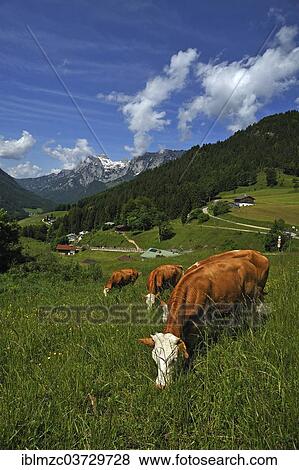 "Grazing cows on a meadow in the Berchtesgaden Alps, Reiteralpe Mountain at the rear, Ramsau bei Berchtesgaden, Berchtesgadener Land District, Upper Bavaria, Bavaria, Germany, Europe" View Large Photo Image Stock Photo - "Grazing cows on a meadow in the Berchtesgaden Alps, Reiteralpe Mountain at the rear, Ramsau bei Berchtesgaden, Berchtesgadener Land District, Upper Bavaria, Bavaria, Germany, Europe". Fotosearch