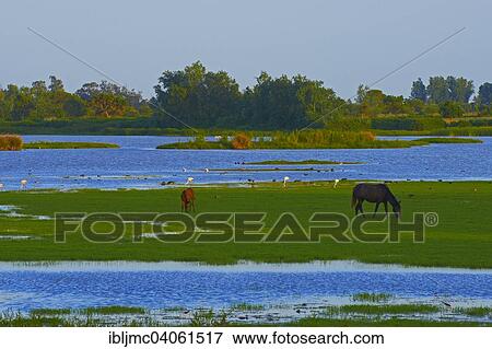 "Grazing horses, El Rocio, Almonte, Marismas de Donana, Donana National Park, Huelva province, Andalusia, Spain, Europe" View Large Photo Image Stock Photo - "Grazing horses, El Rocio, Almonte, Marismas de Donana, Donana National Park, Huelva province, Andalusia, Spain, Europe". Fotosearch