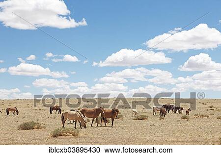 "Grazing Mongolian horses, Central Desert, Dundgovi Province, Mongolia, Asia" View Large Photo Image Stock Image - "Grazing Mongolian horses, Central Desert, Dundgovi Province, Mongolia, Asia". Fotosearch