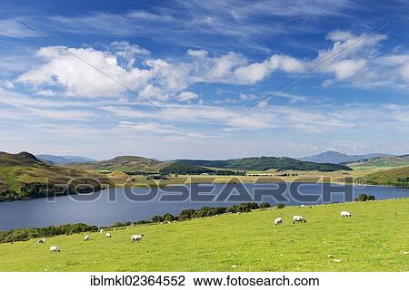 "Grazing sheep at Loch Ruthven near Torness, North West Highlands, Scotland, United Kingdom, Europe" View Large Photo Image Stock Image - "Grazing sheep at Loch Ruthven near Torness, North West Highlands, Scotland, United Kingdom, Europe". Fotosearch