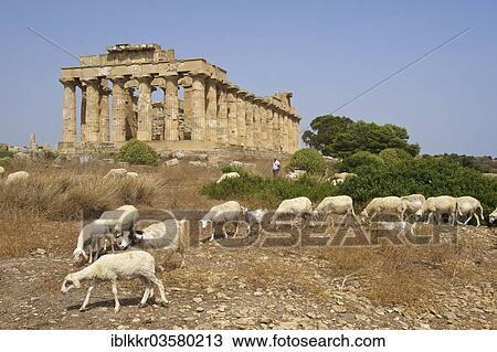 "Grazing sheep in front of Temple E, Temple of Hera, Selinunt, Trabant, Sizilien, Italy, Europe" View Large Photo Image Stock Image - "Grazing sheep in front of Temple E, Temple of Hera, Selinunt, Trabant, Sizilien, Italy, Europe". Fotosearch