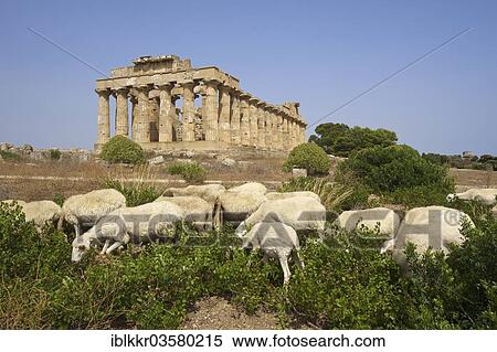Stock Photography - "Grazing sheep in front of Temple E, Temple of Hera, Selinunt, Trabant, Sizilien, Italy, Europe". Fotosearch