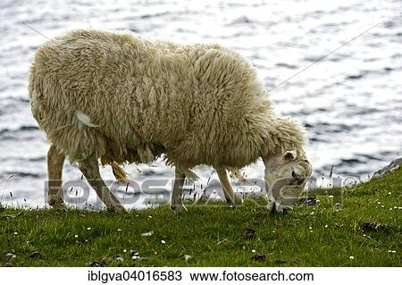 "Grazing sheep, Isle of Skye, Inner Hebrides, Scotland, United Kingdom, Europe" View Large Photo Image Stock Image - "Grazing sheep, Isle of Skye, Inner Hebrides, Scotland, United Kingdom, Europe". Fotosearch