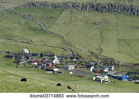 "Grazing sheep, meadows, village, Mykines, Mykines, Faroe Islands, Denmark, Europe" View Large Photo Image Stock Image - "Grazing sheep, meadows, village, Mykines, Mykines, Faroe Islands, Denmark, Europe". Fotosearch