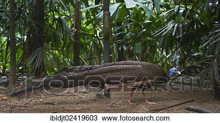 Great Argus or Asian Pheasant (Argusianus argus), male, captive View Large Photo Image Stock Image - Great Argus or Asian Pheasant (Argusianus argus), male, captive. Fotosearch