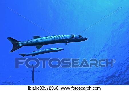 "Great barracuda (Sphyraena barracuda), Raja Ampat Inseln, West-Neuguinea, Indonesia, Asia" View Large Photo Image Stock Photograph - "Great barracuda (Sphyraena barracuda), Raja Ampat Inseln, West-Neuguinea, Indonesia, Asia". Fotosearch