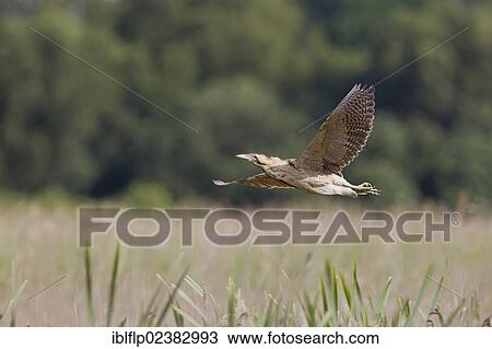 "Great Bittern (Botaurus stellaris), adult, in flight over reedbed, Minsmere RSPB Reserve, Suffolk, England, United Kingdom, Europe" View Large Photo Image Stock Image - "Great Bittern (Botaurus stellaris), adult, in flight over reedbed, Minsmere RSPB Reserve, Suffolk, England, United Kingdom, Europe". Fotosearch