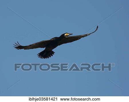 "Great Black Cormorant (Phalacrocorax carbo) in flight, Texel, West Frisian Islands, province of North Holland, The Netherlands, Europe" View Large Photo Image Stock Image - "Great Black Cormorant (Phalacrocorax carbo) in flight, Texel, West Frisian Islands, province of North Holland, The Netherlands, Europe". Fotosearch